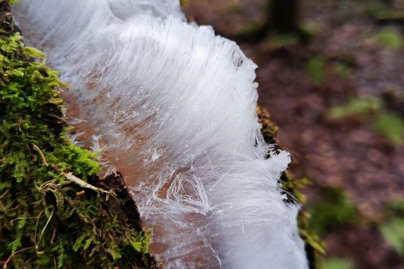 Ледяные волосы на ветке