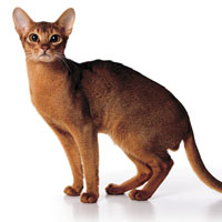 Кошки и гены: 30 лет спустя