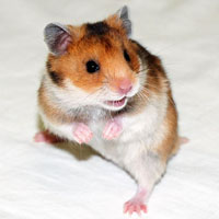 Заразные раки