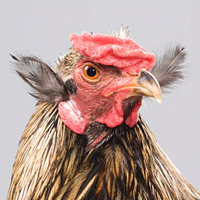 Куры арауканской породы выглядят весьма необычно: они бесхвостые, с торчащими «ушами» из перьев на голове и к тому же откладывают голубые яйца. Как выяснилось, эти странные птицы — прямые потомки кур, завезенных когда-то в Южную Америку из Полинезии (© Derek Sasaki / www.mypetchicken.com)