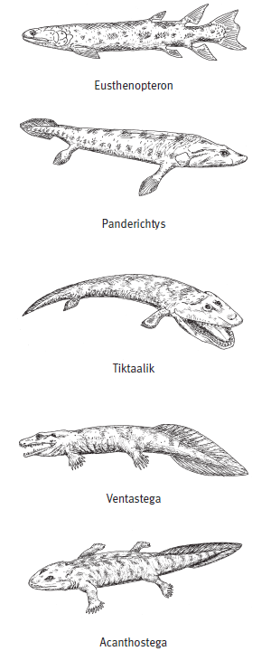 Реконструкции внешнего облика некоторых позднедевонских «четвероногих рыб». Сверху вниз: эустеноптерон, пандерихт, тиктаалик, вентастега, акантостега.