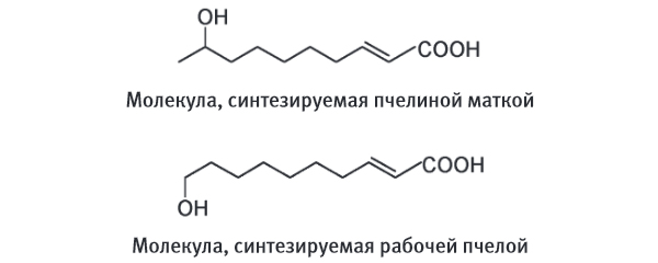 Молекула, синтезируемая пчелиной маткой, и молекула, синтезируемая рабочей пчелой