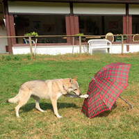 Собака, обученная команде «сделай так!», имитирует действие хозяина