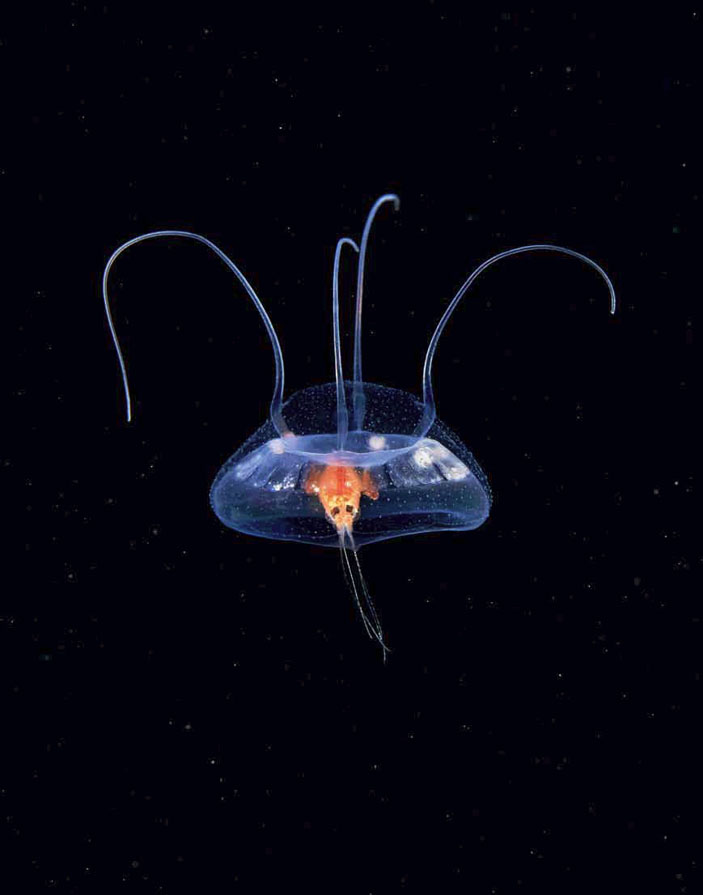 Гидромедуза эгинопсис (Aeginopsis laurentii). Фото Александра Семёнова. («Волшебный мир холодных морей»)