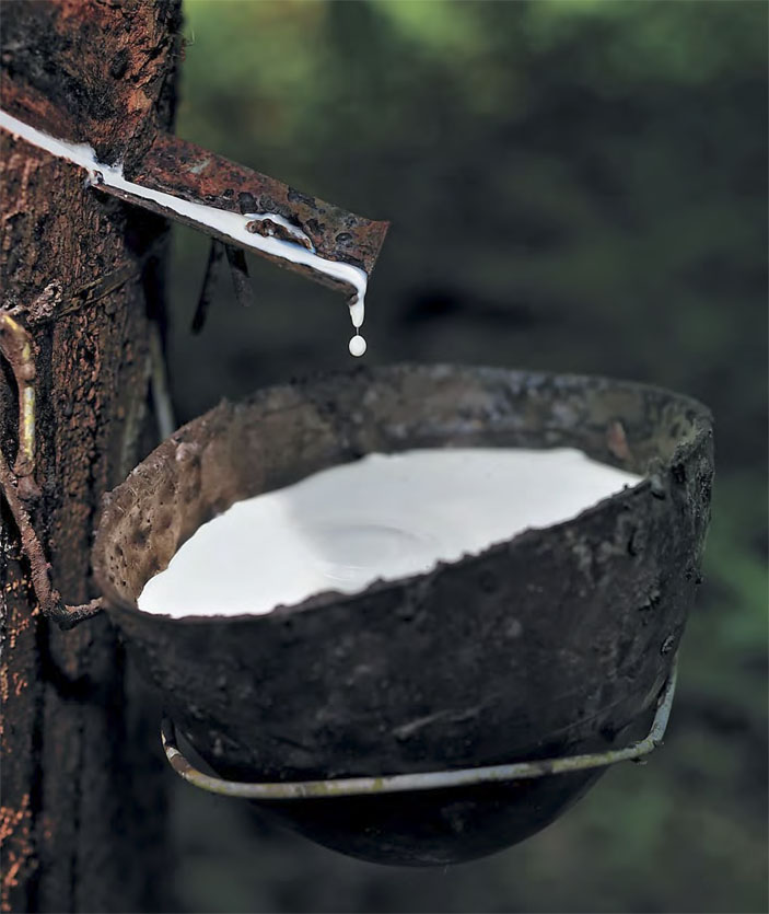 Сок каучукового дерева, собираемый по-старинному