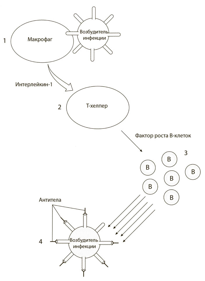 Рис. 26. Иммунный каскад на основании антител