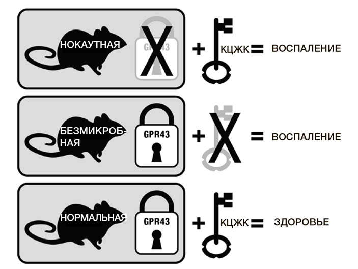 Схематическое изображение работы «замков» GPR43 и «ключей» КЦЖК