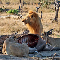 Биоматематика и бессмертие