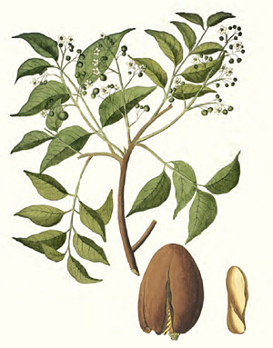 Ветка с цветами Swietenia mahagoni