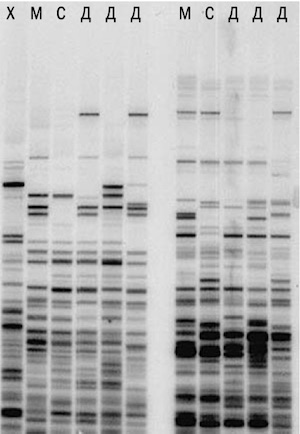 ДНК-фингерпринты фигурантов дела об иммигрантах из Ганы
