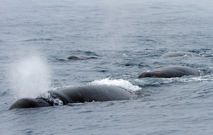 Cеверный плавун. Пока точно не известно, что из себя представляют группы плавунов, хотя стабильных матрилинейных групп исследователи не нашли. Фото: Ольга Титова