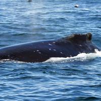 Горбатый кит со шрамами