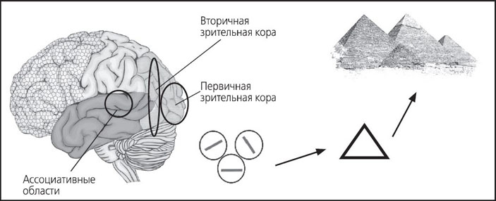 Рис. 18. Упрощенная схема поэтапной сборки изображения в коре мозга