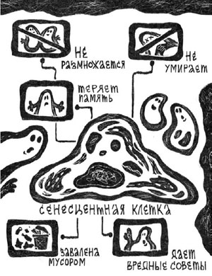 Сенесцентная клетка: досье