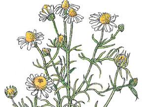 Штойернагель, Янссен. Детский университет