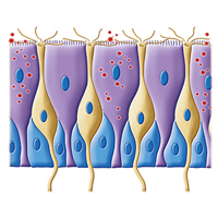 Рис. 1. Коронавирус SARS-CoV-2 попадает в организм преимущественно через носовую полость