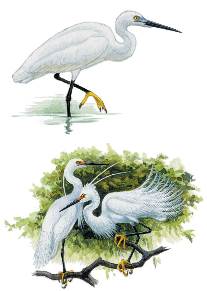 Птицы-рыболовы