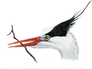 Птицы-рыболовы