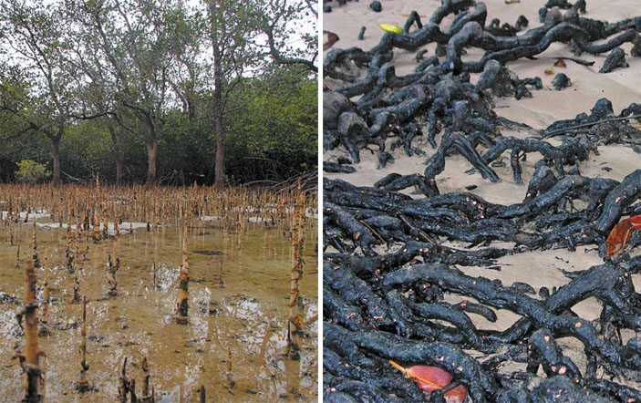 Королевство Камбоджа