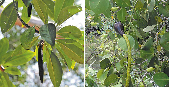 Королевство Камбоджа