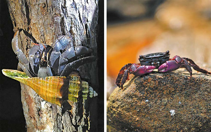 Королевство Камбоджа