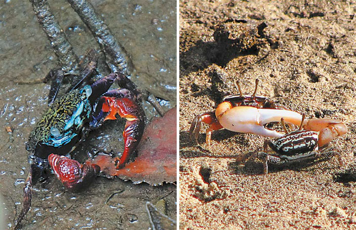 Королевство Камбоджа