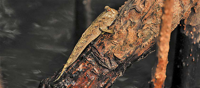 Королевство Камбоджа