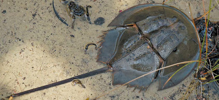 Королевство Камбоджа