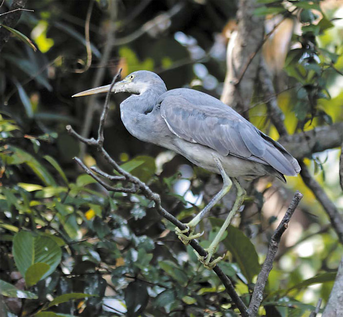 Королевство Камбоджа