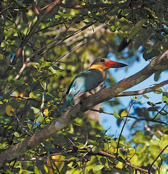 Королевство Камбоджа