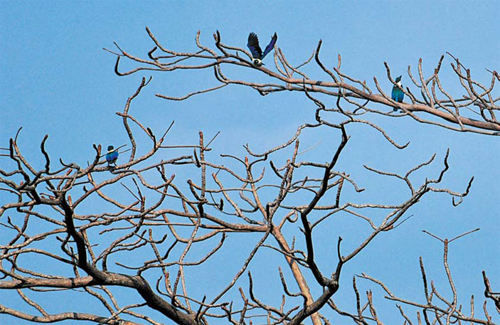 Королевство Камбоджа