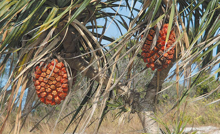 Королевство Камбоджа