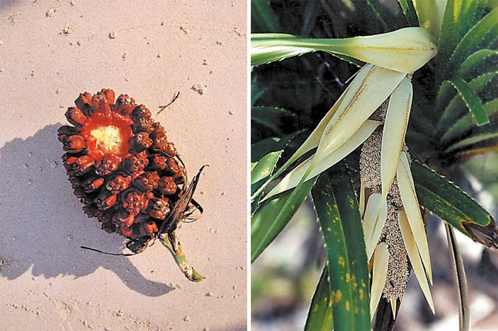 Королевство Камбоджа