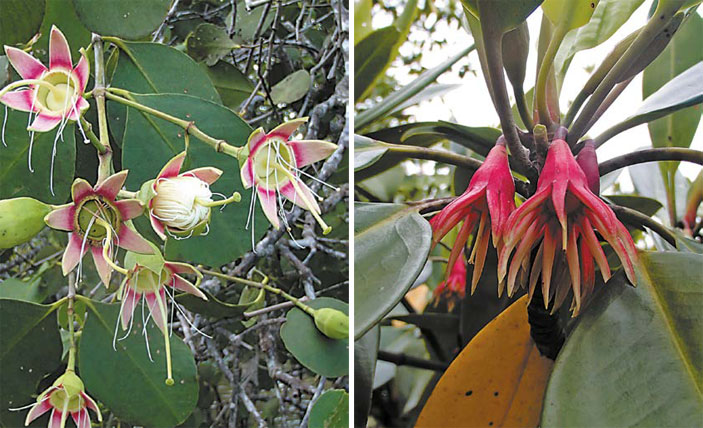 Королевство Камбоджа