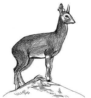 Борьба за обед