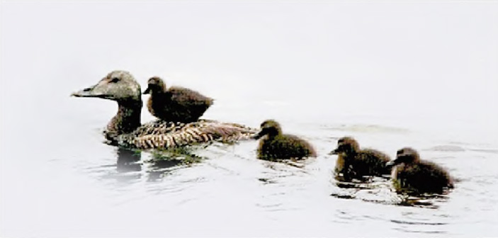 Дикая птица и культурный человек