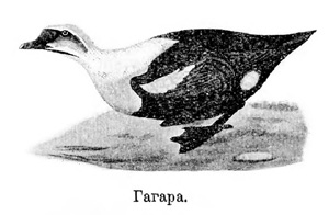 Дикая птица и культурный человек