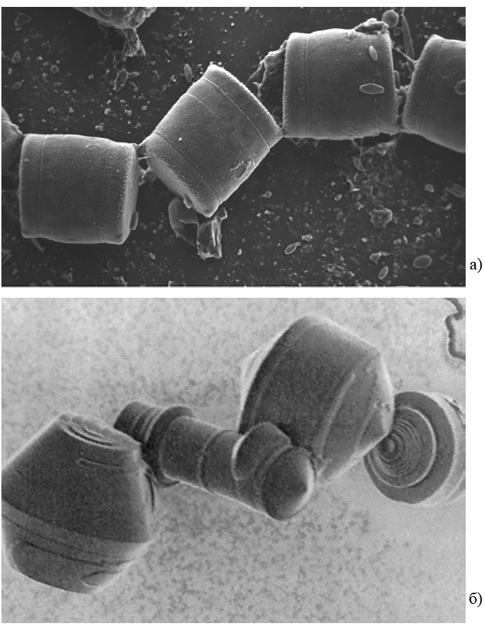 Закономерности в природе: самотканый ковер. Формы