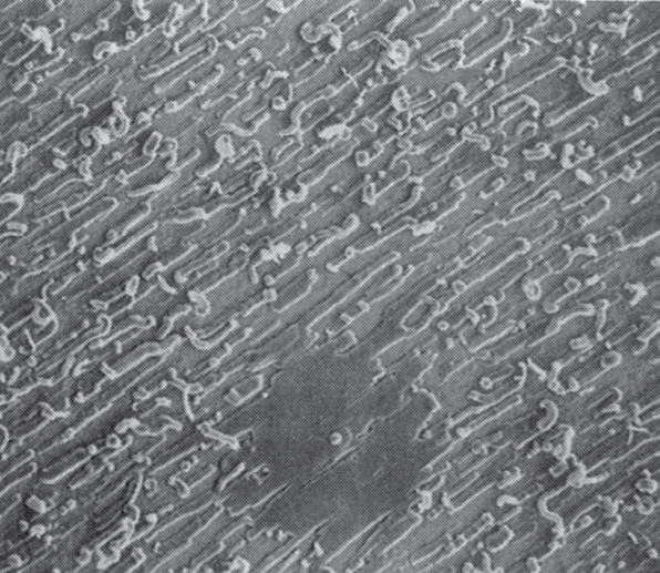 Закономерности в природе: самотканый ковер. Формы