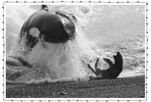 Кит-убийца охотится на тюленя