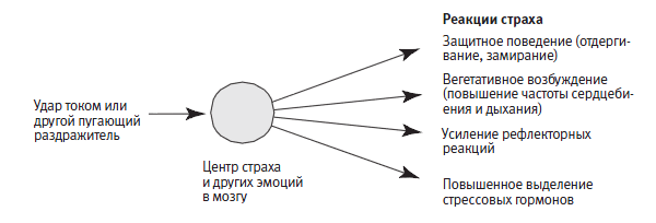Эволюционно консервативный механизм защитных реакций страха.