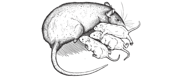 Рис.5.3. Чтобы дети выросли заботливыми, их надо как следует вылизывать