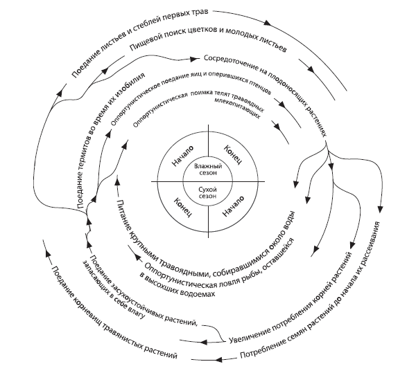 Рис. 5.4. Модель оптимизации и приспособления к условиям для пищевого поиска гоминид на протяжении сезонного цикла (с учетом сезонных изменений доступности пищевых ресурсов), предложенная Р. Фоули