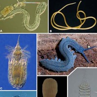 Рис. 1. Члены группы Ecdysozoa