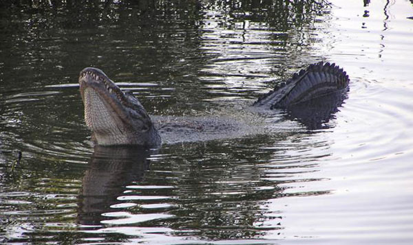 Ревущий миссисипский аллигатор. Флорида, США. Фото из архива Владимира Динеца («Люди и крокодилы» // «Кот Шредингера», 2015, №11 (13))