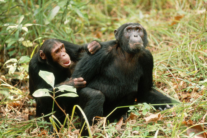 Восточные шимпанзе. Фото: © EAST NEWS (Life.ru)