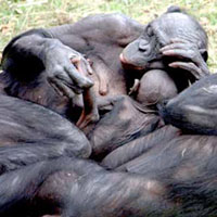 Синдром хорошего поведения