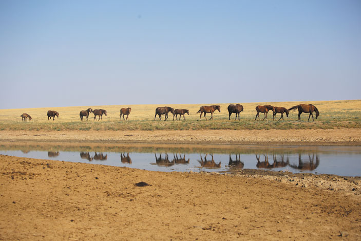 Дикие лошади («Троицкий вариант» №20, 2019)