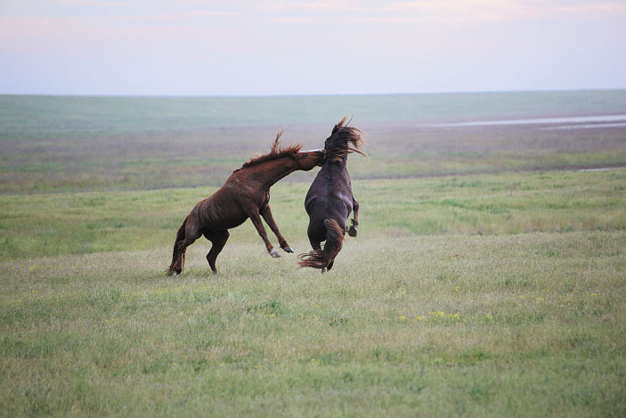 Дерущиеся лошади («Троицкий вариант» №20, 2019)