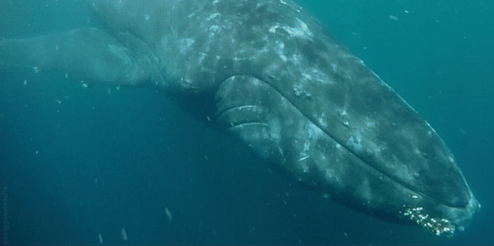 Кит («Горький»)